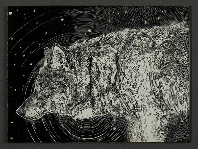 Wolf 1202
