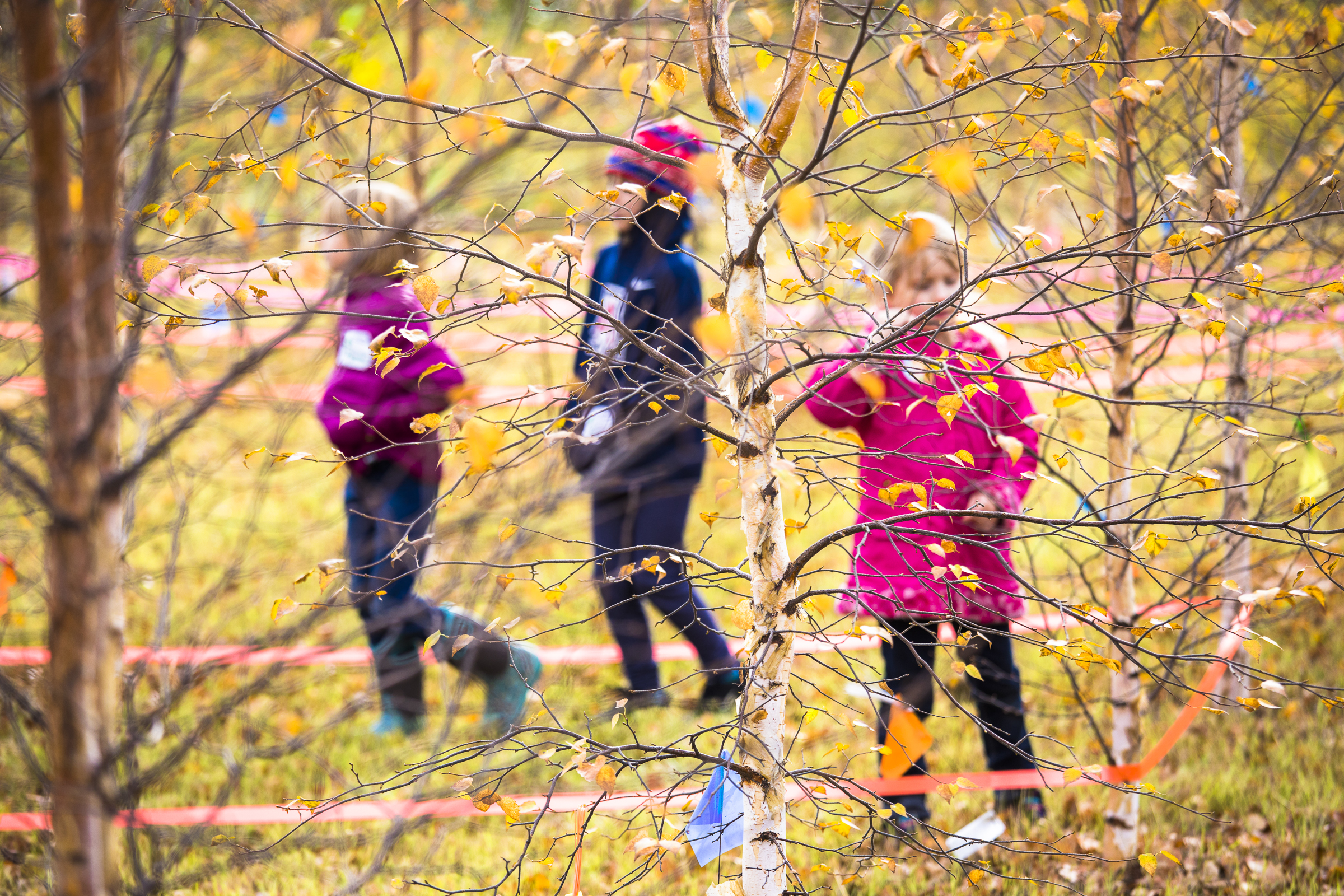 OneTree Alaska: Every Tree Tells a Story