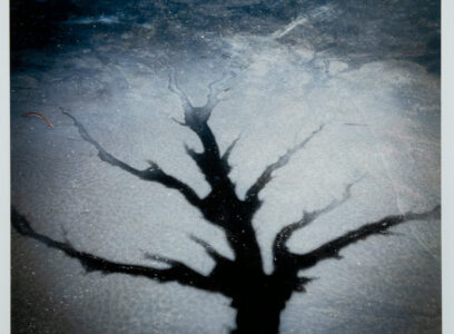 Mer Bleue • Caribou and Home