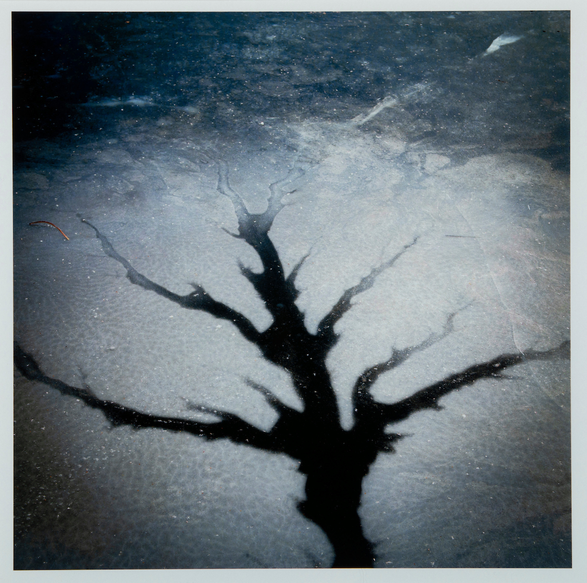 Mer Bleue • Caribou and Home