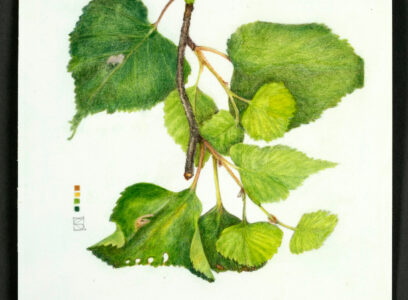 Betula neoalaskana Suite: Relics