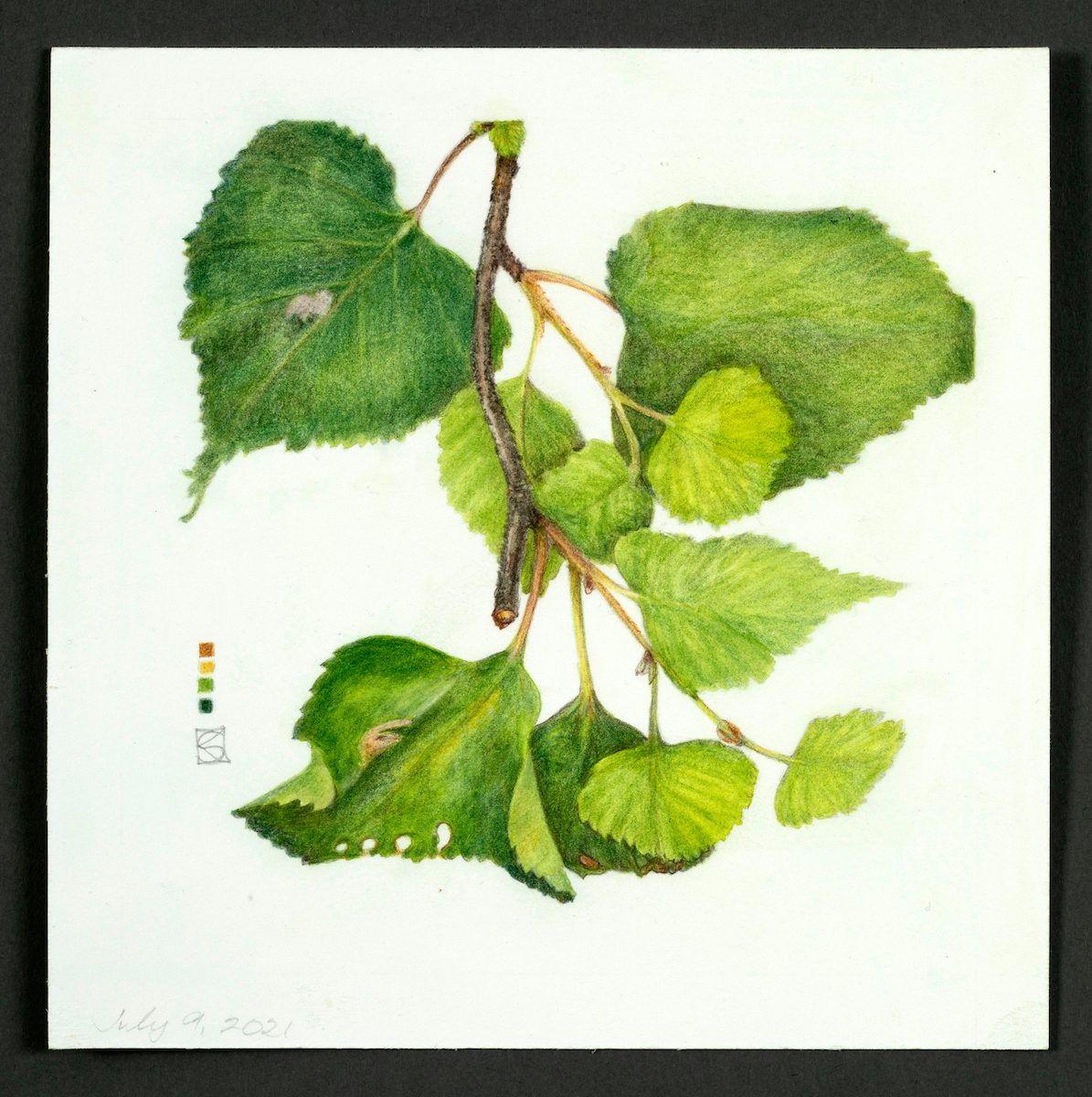 Betula neoalaskana Suite: Relics